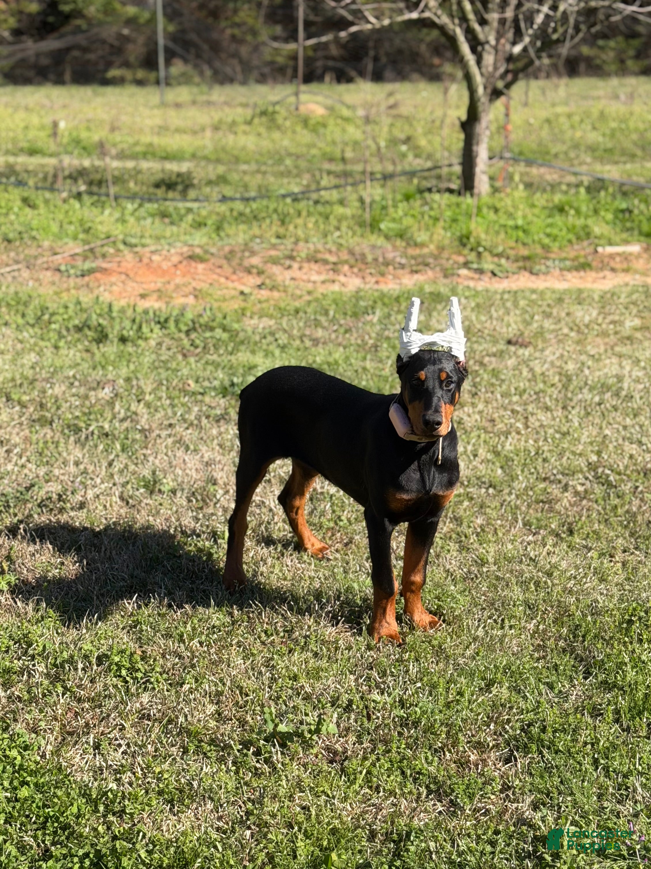 Doberman Pinscher dogs  Puppy 1 - Ad 15