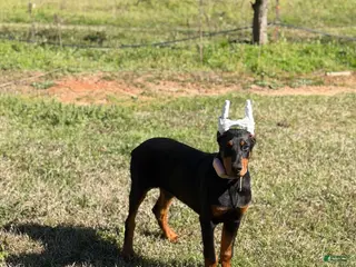 Doberman Pinscher dogs Puppy 1 - Ad 34