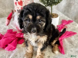 Cavapoo dogs Curley - Ad 38