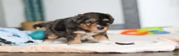 Mini Bernedoodle dogs for sale: Duke - Ad 12