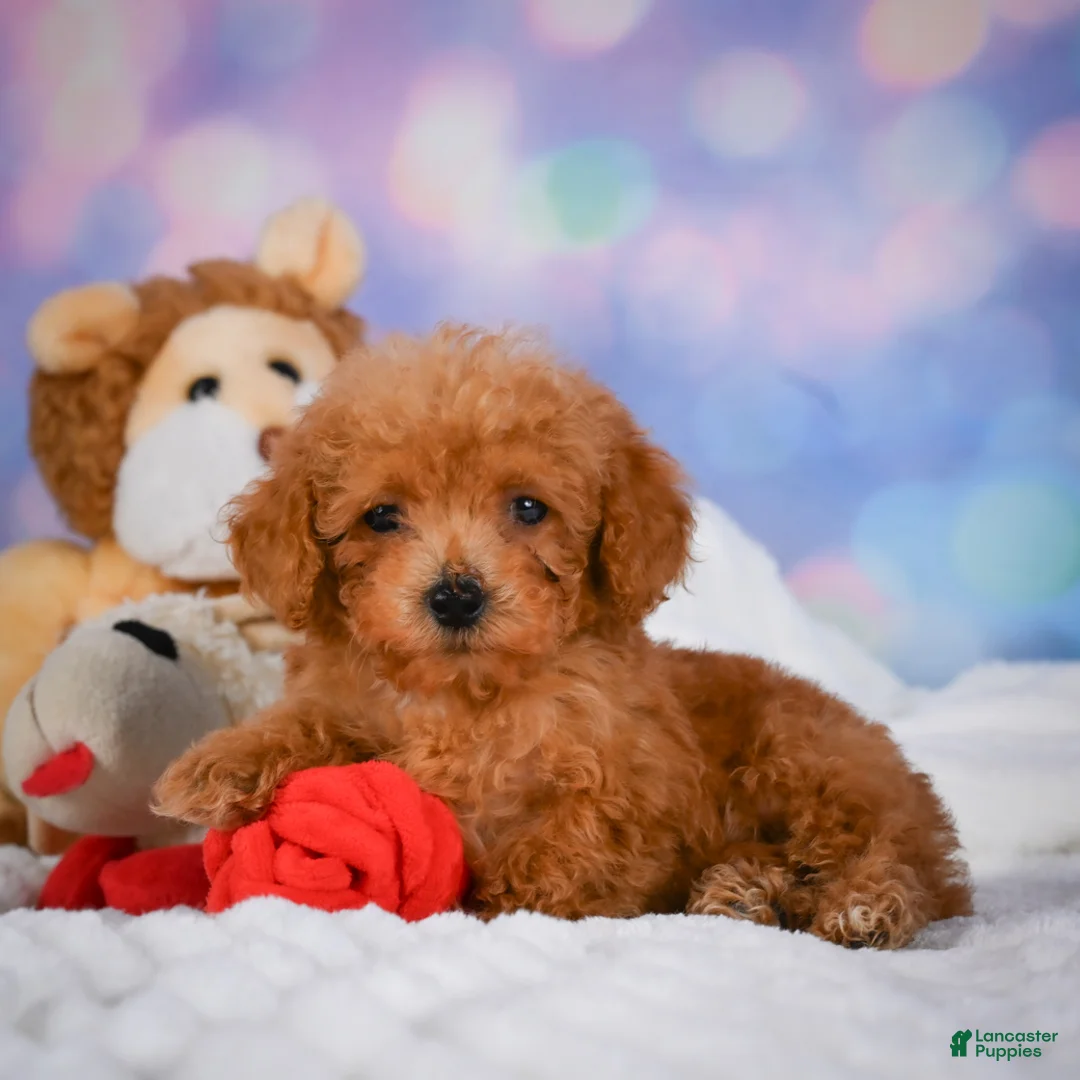 Cavapoo dogs for sale: Dash - Ad 2
