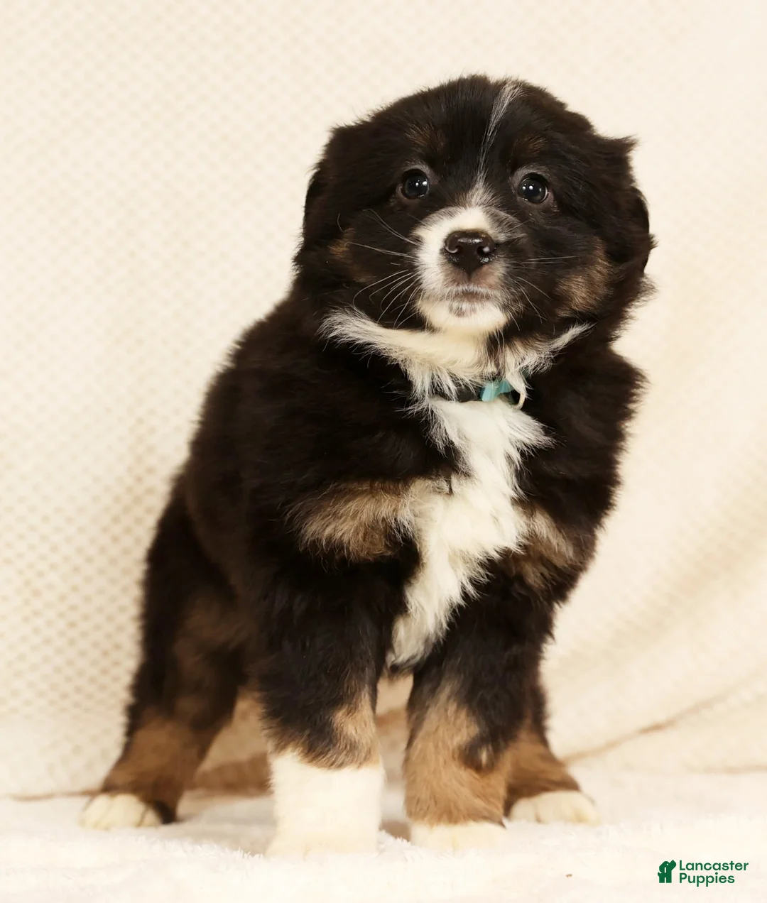 Miniature Australian Shepherd dogs for sale: Ernie - Ad 4