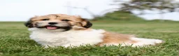 Teddy Bear dogs for sale: Chad Teddy Bear  - Ad 4