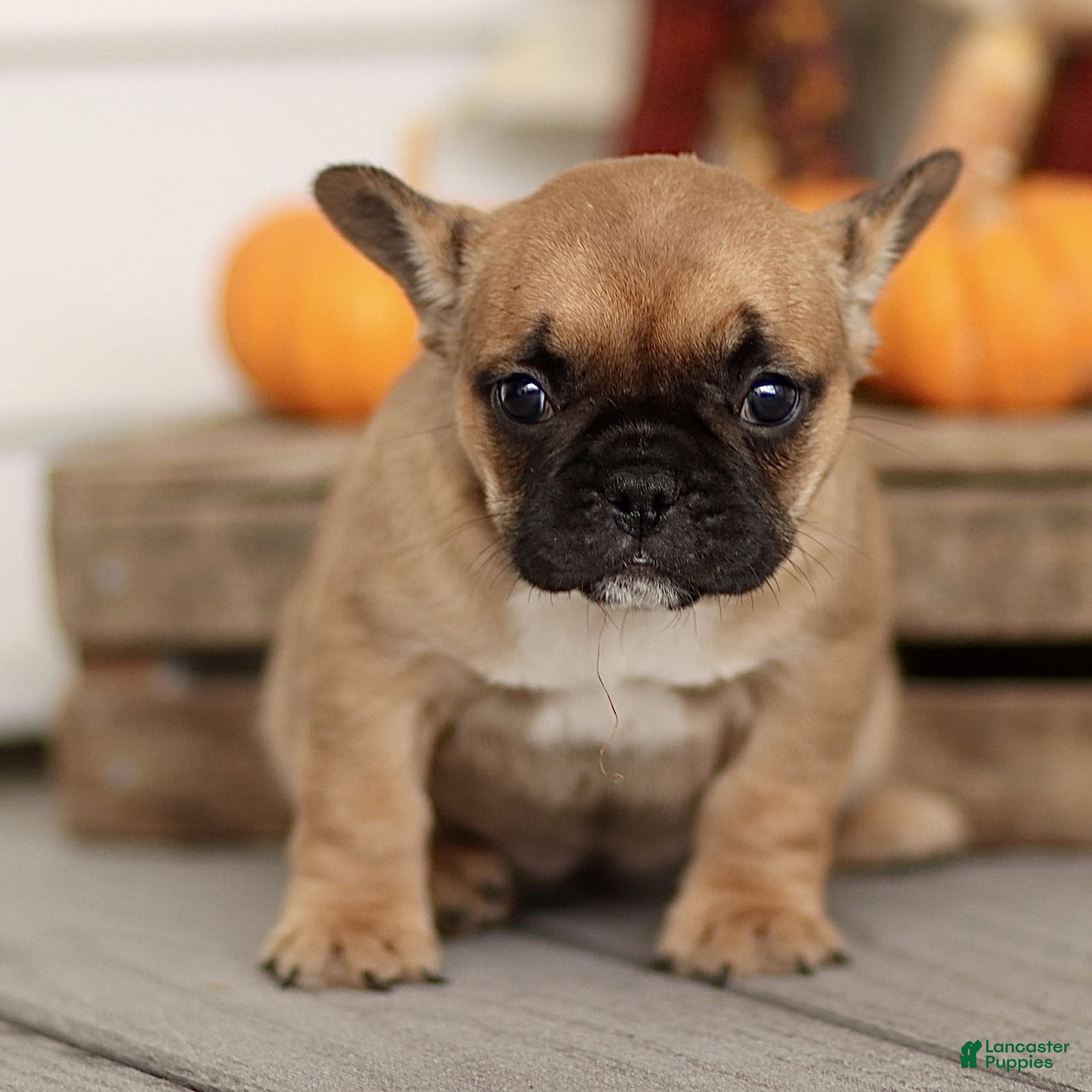 French Bulldog dogs Rachelle  - Ad 26