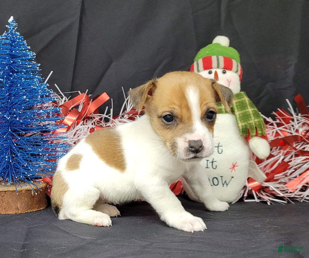 Jack Russell Terrier dogs for sale: "FIRE" of Westfork  - Ad 16
