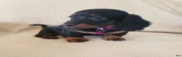 Miniature Dachshund dogs for sale: ROSIE - Ad 4