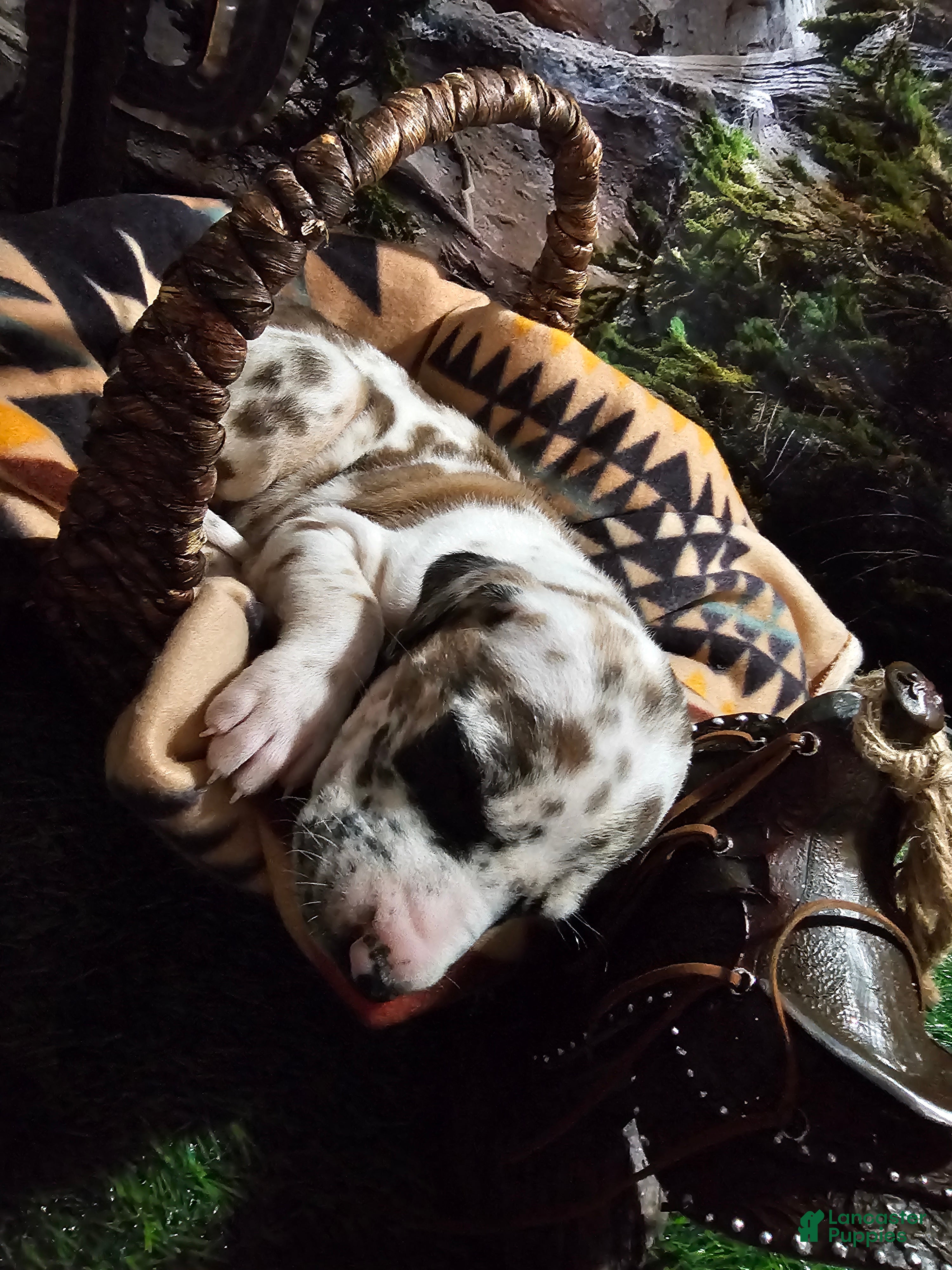 Great Dane dogs Fawnequin Male - Ad 2