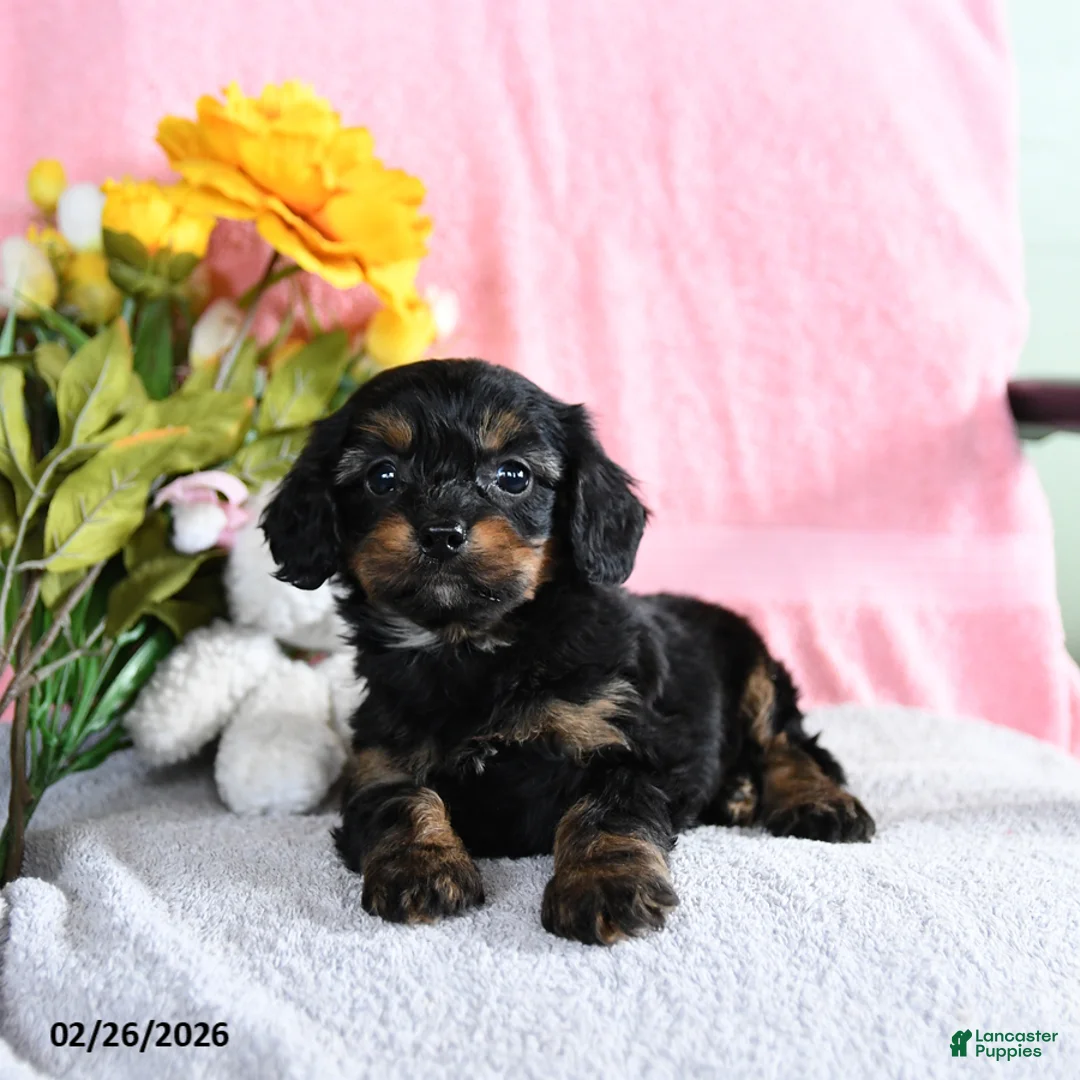 Mixed Breed dogs for sale: Eddie - Ad 1