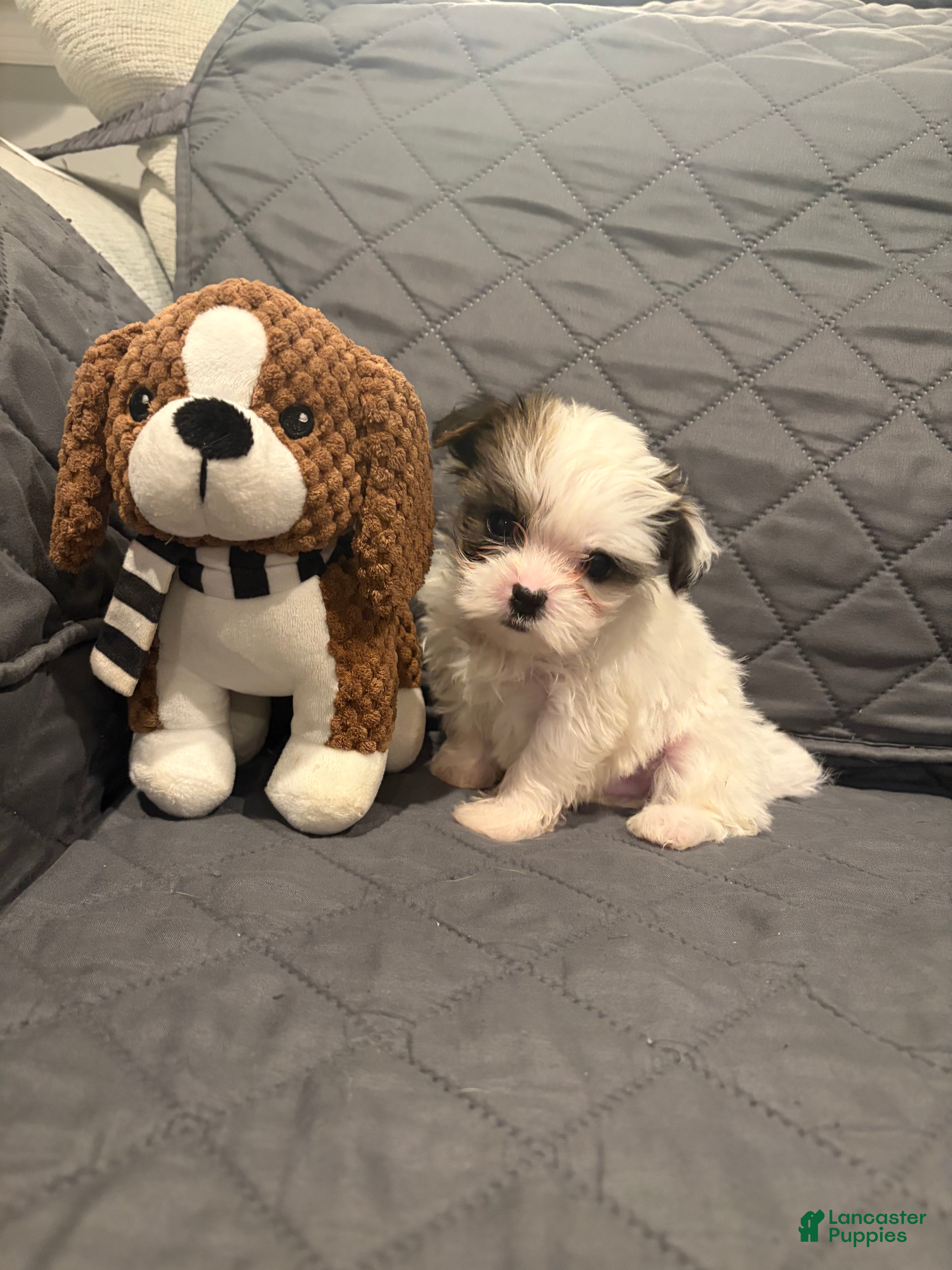 Shorkie dogs Sheldon - Ad 31