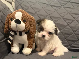 Shorkie dogs Sheldon - Ad 31