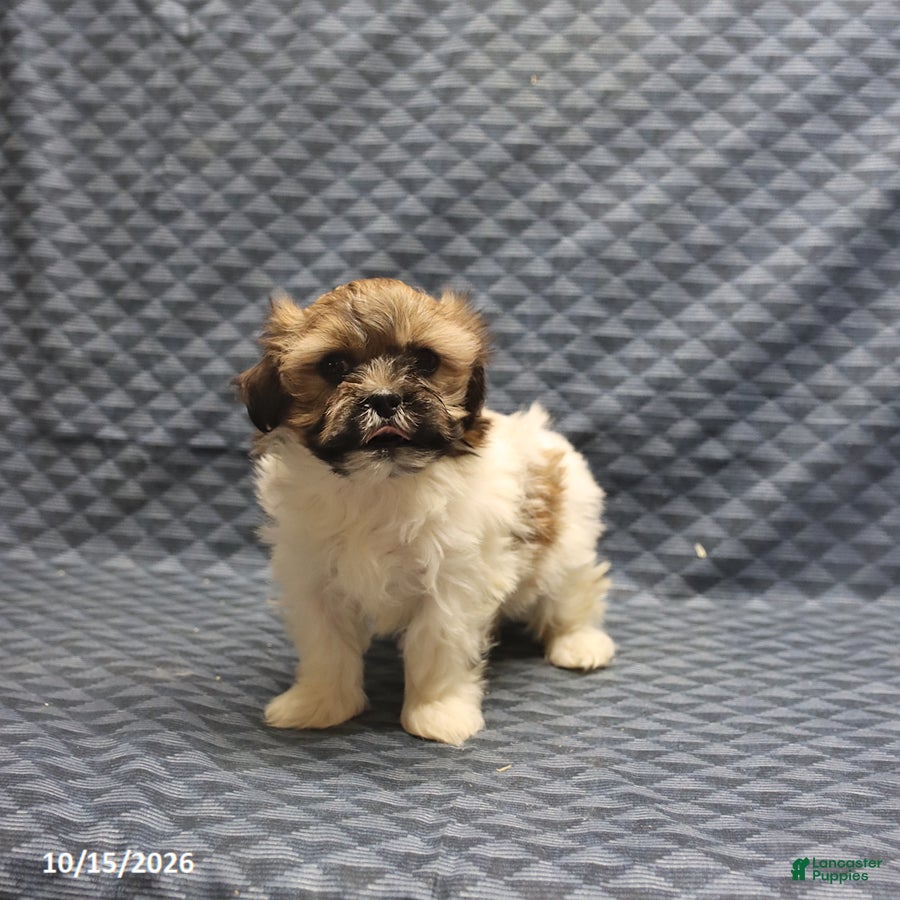 Mixed Breed dogs for sale: Wendy - Ad 2