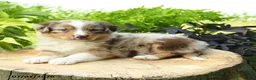 Australian Shepherd dogs for sale: Paisley - Ad 3