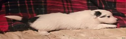 Chihuahua dogs for sale: Elmo - Ad 10