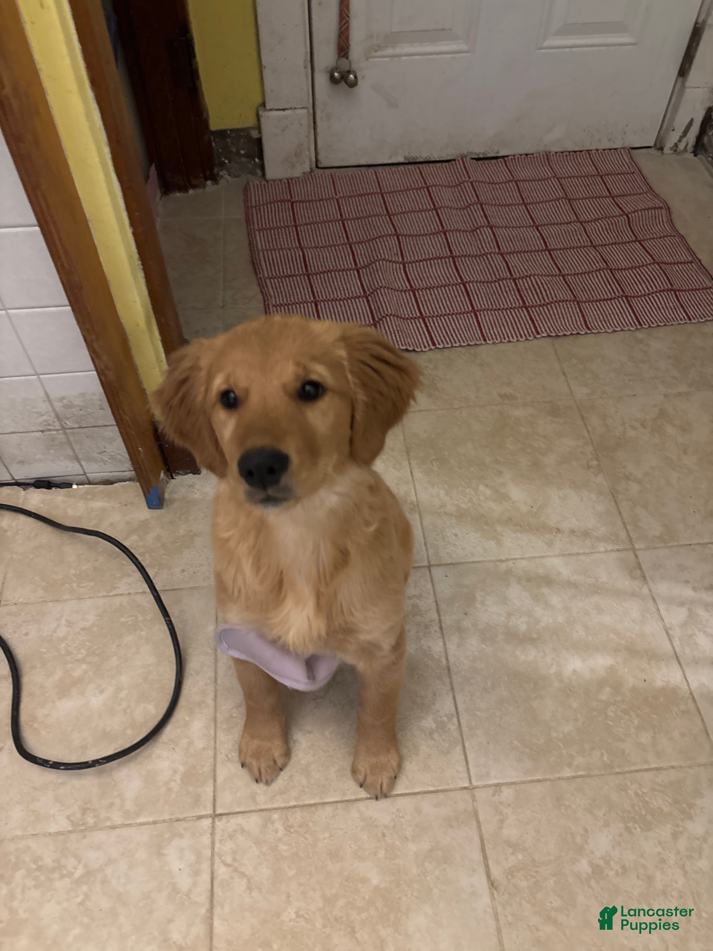 Golden Retriever dogs Golden Retriever Puppy 1 - Ad 36