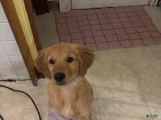 Golden Retriever dogs Golden Retriever Puppy 1 - Ad 27