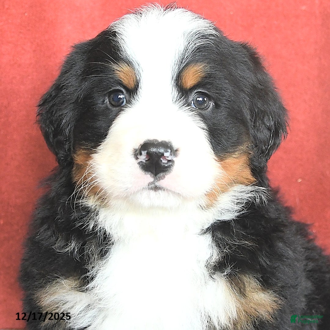 Bernese Mountain Dog dogs for sale: Big Ben - Ad 4