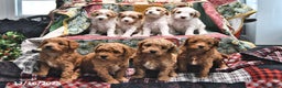 Goldendoodle dogs for sale: Jaden - Ad 5
