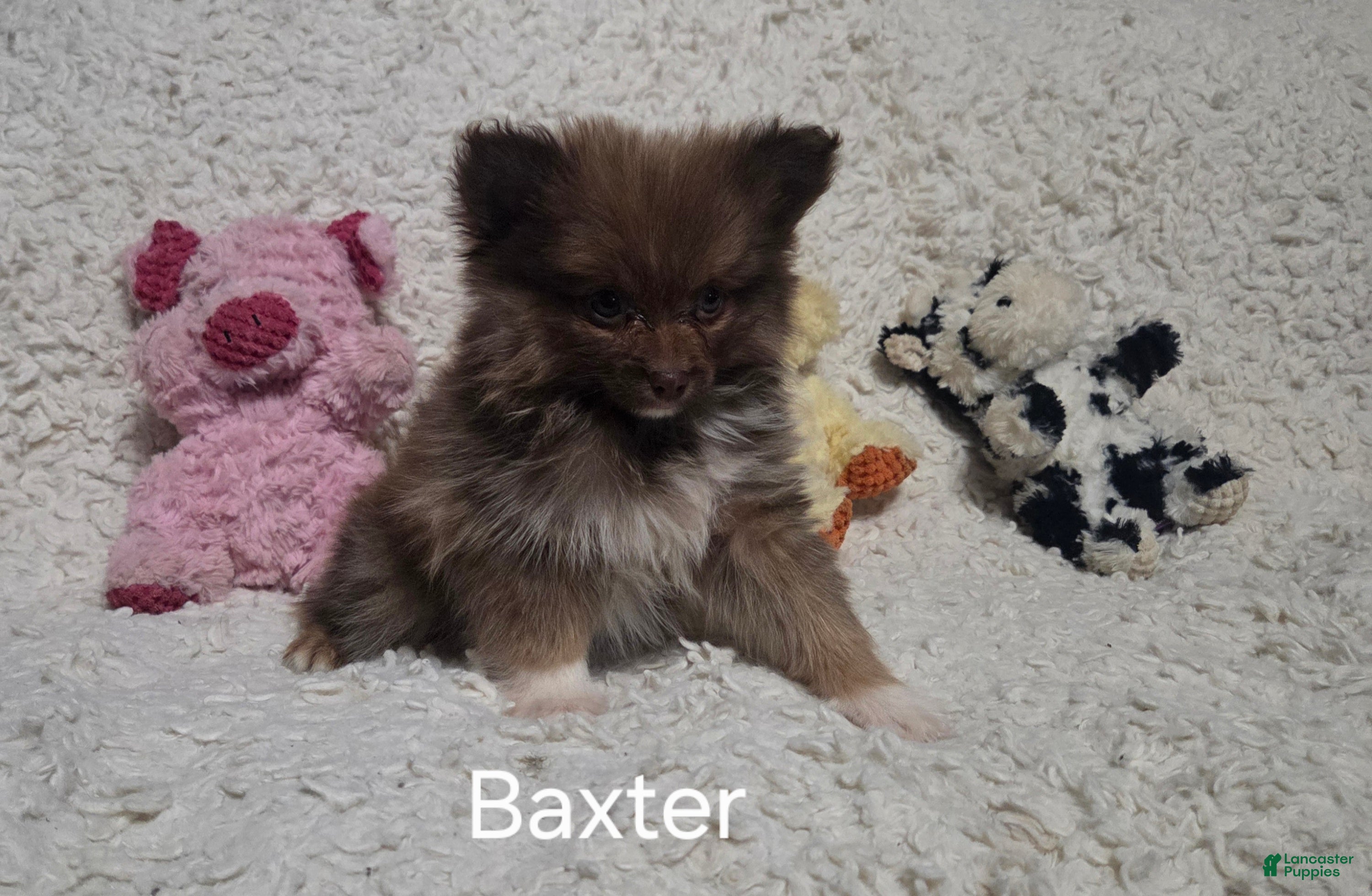 Pomeranian dogs Baxter - Ad 11