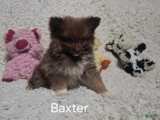 Pomeranian dogs Baxter - Ad 32