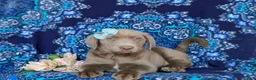 Labrador Retriever dogs for sale: Bailee - Ad 6