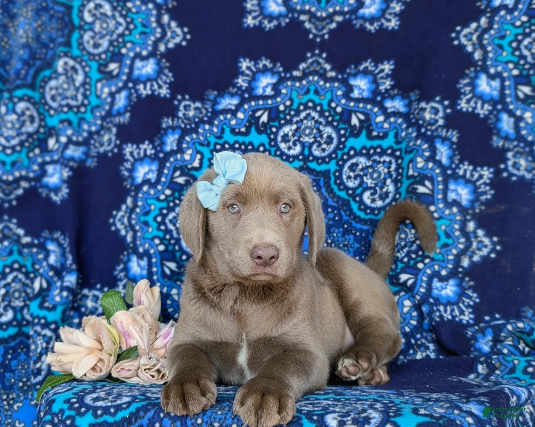 Labrador Retriever dogs for sale: Bailee - Ad 6