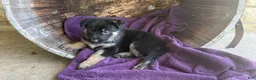 German Shepherd dogs for sale: May - Ad 12