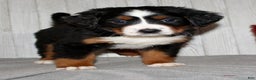 Bernese Mountain Dog dogs for sale: Lilly - Ad 3
