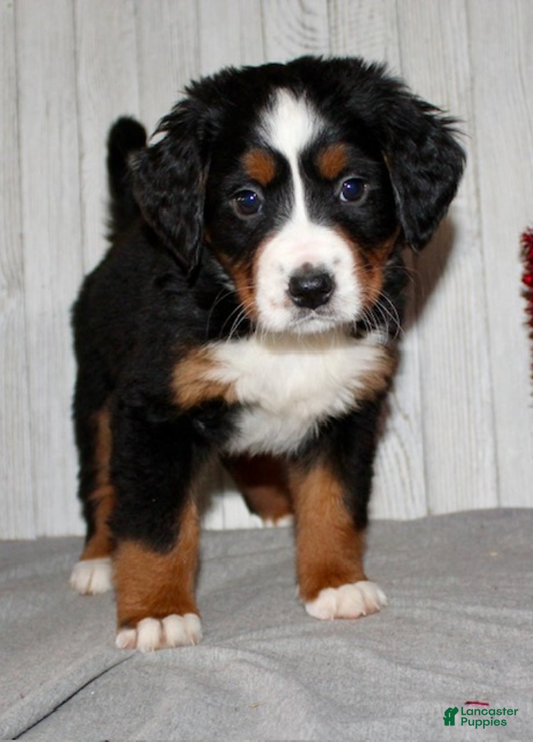 Bernese Mountain Dog dogs for sale: Lilly - Ad 3