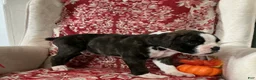 Boxer dogs for sale: Berlín  - Ad 12