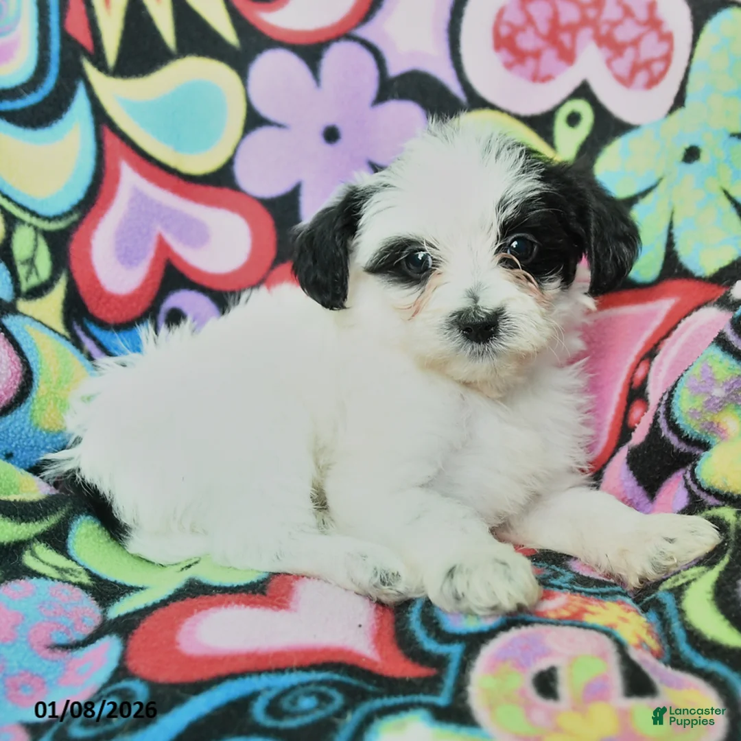 Yorkiepoo dogs for sale: Hope - Ad 2