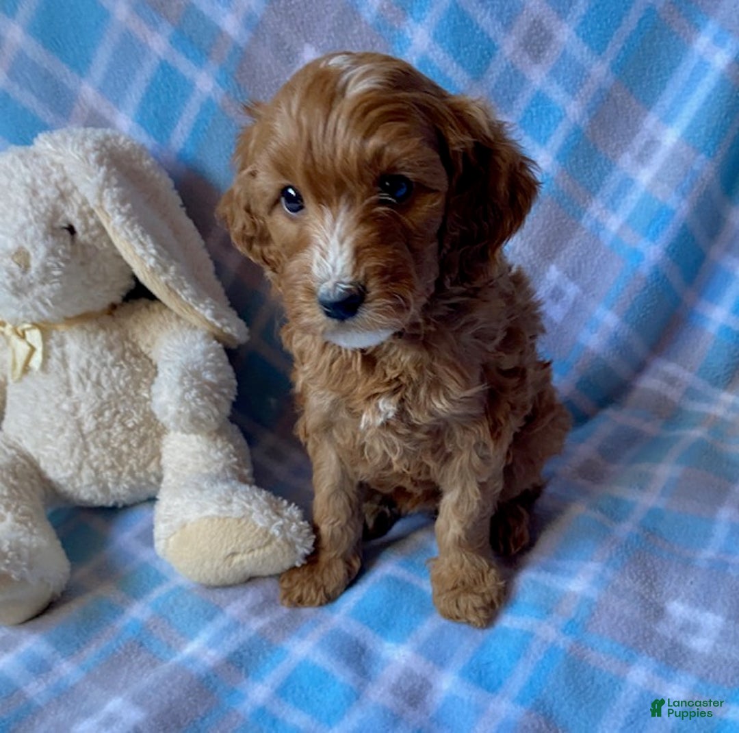 Mini Goldendoodle dogs for sale: Comet - Ad 1