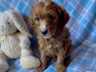 Mini Goldendoodle dogs Comet - Ad 16