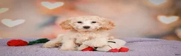 Cavapoo dogs for sale: Parker - Ad 4