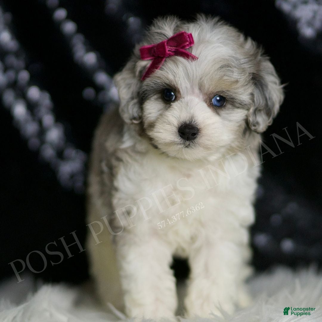 Blue merle Maltipoo Puppies for sale Lancaster Puppies