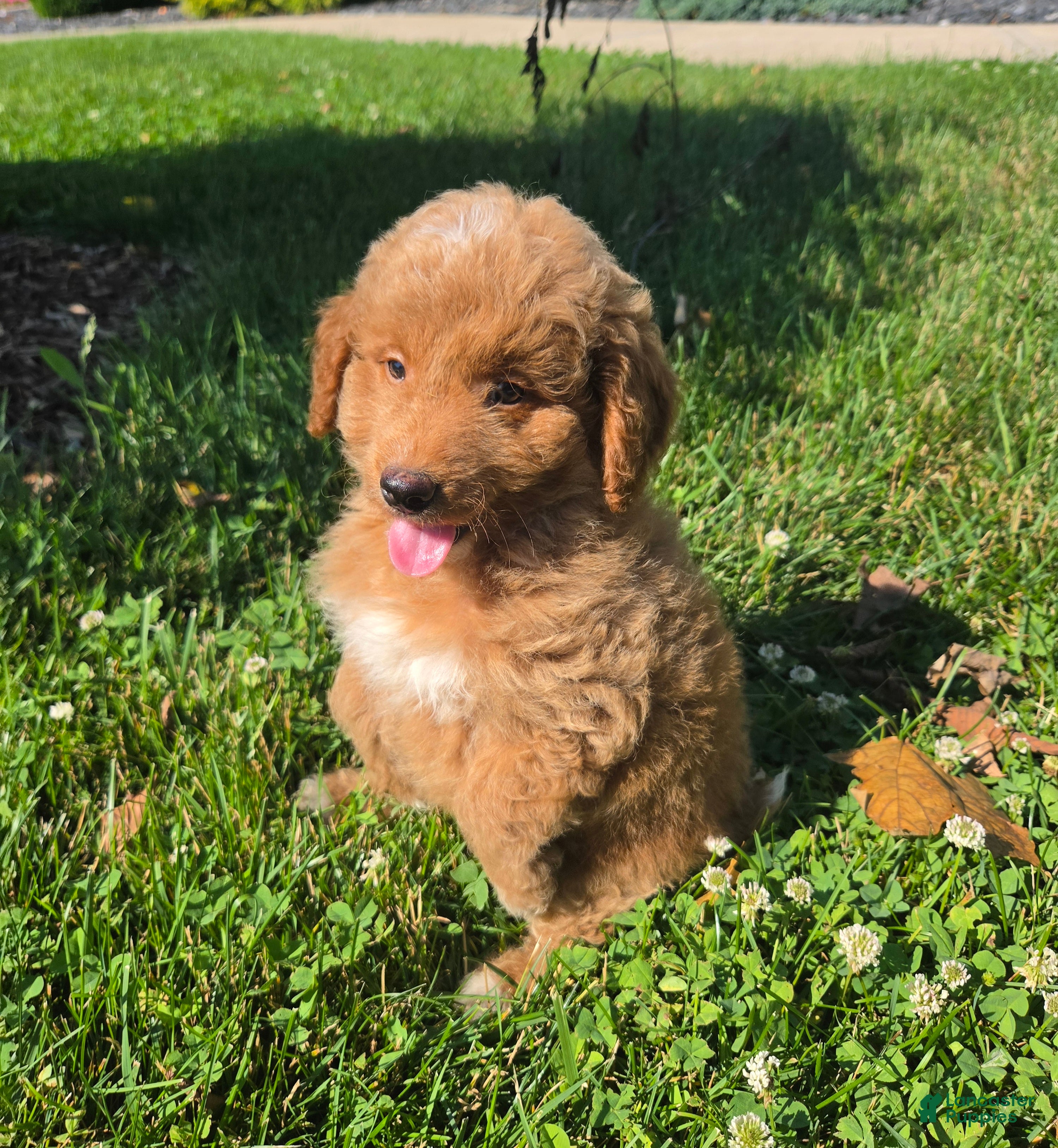 Mini Goldendoodle dogs Ken - Ad 2