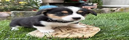 Welsh Corgi Pembroke dogs for sale: Nora - Ad 1