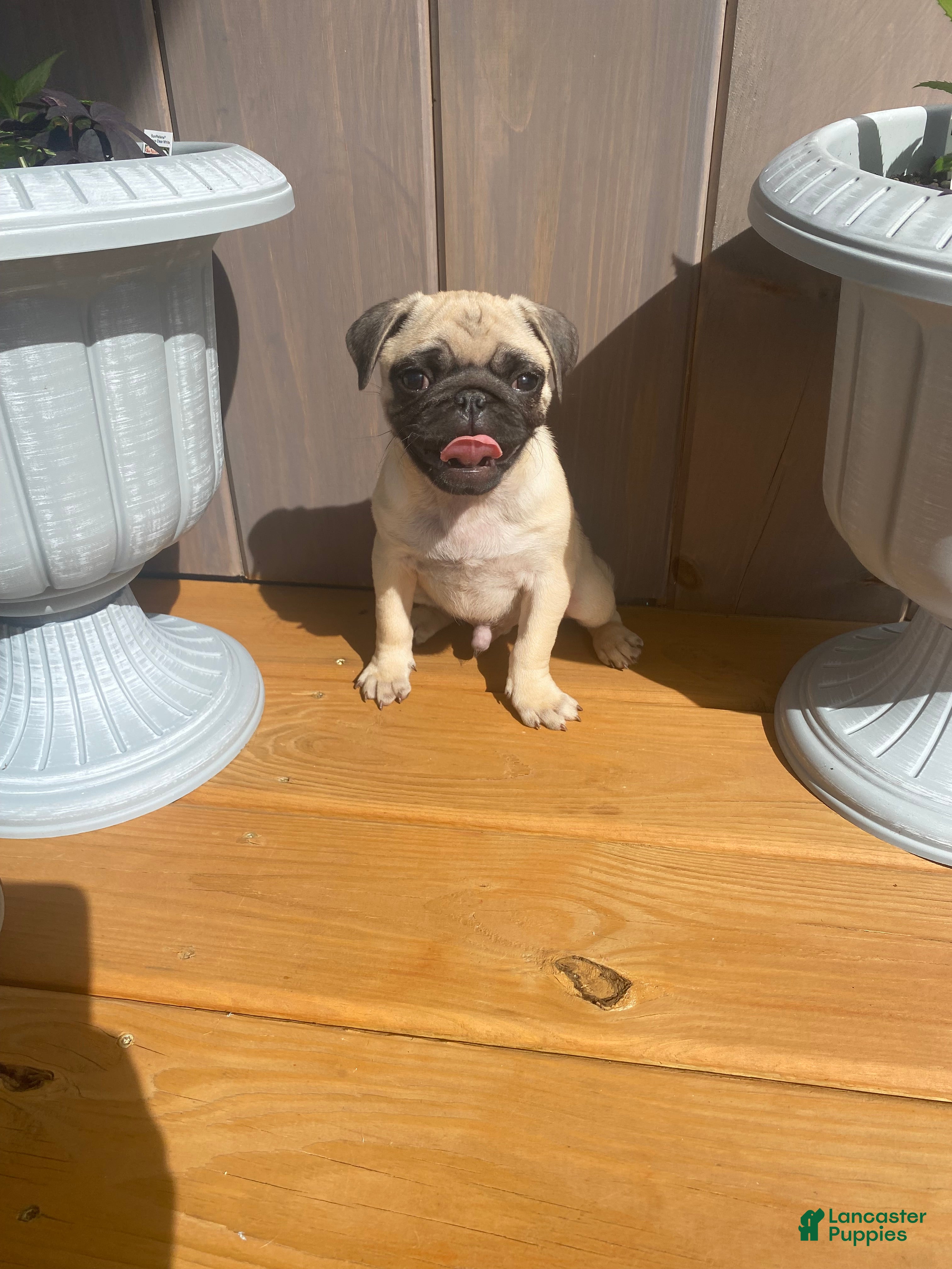 Pug dogs Pug Puppy 1 - Ad 2