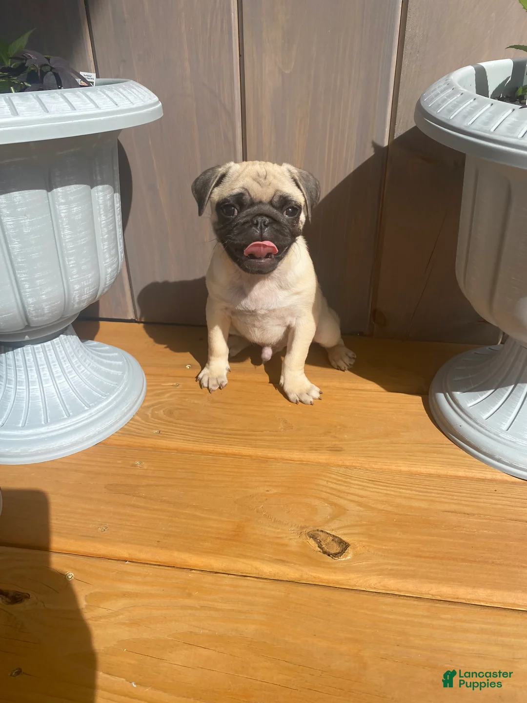 Pug dogs for sale: Pug Puppy 1 - Ad 2