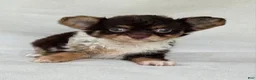 Chihuahua dogs for sale: Chihuahua 1 - Ad 1