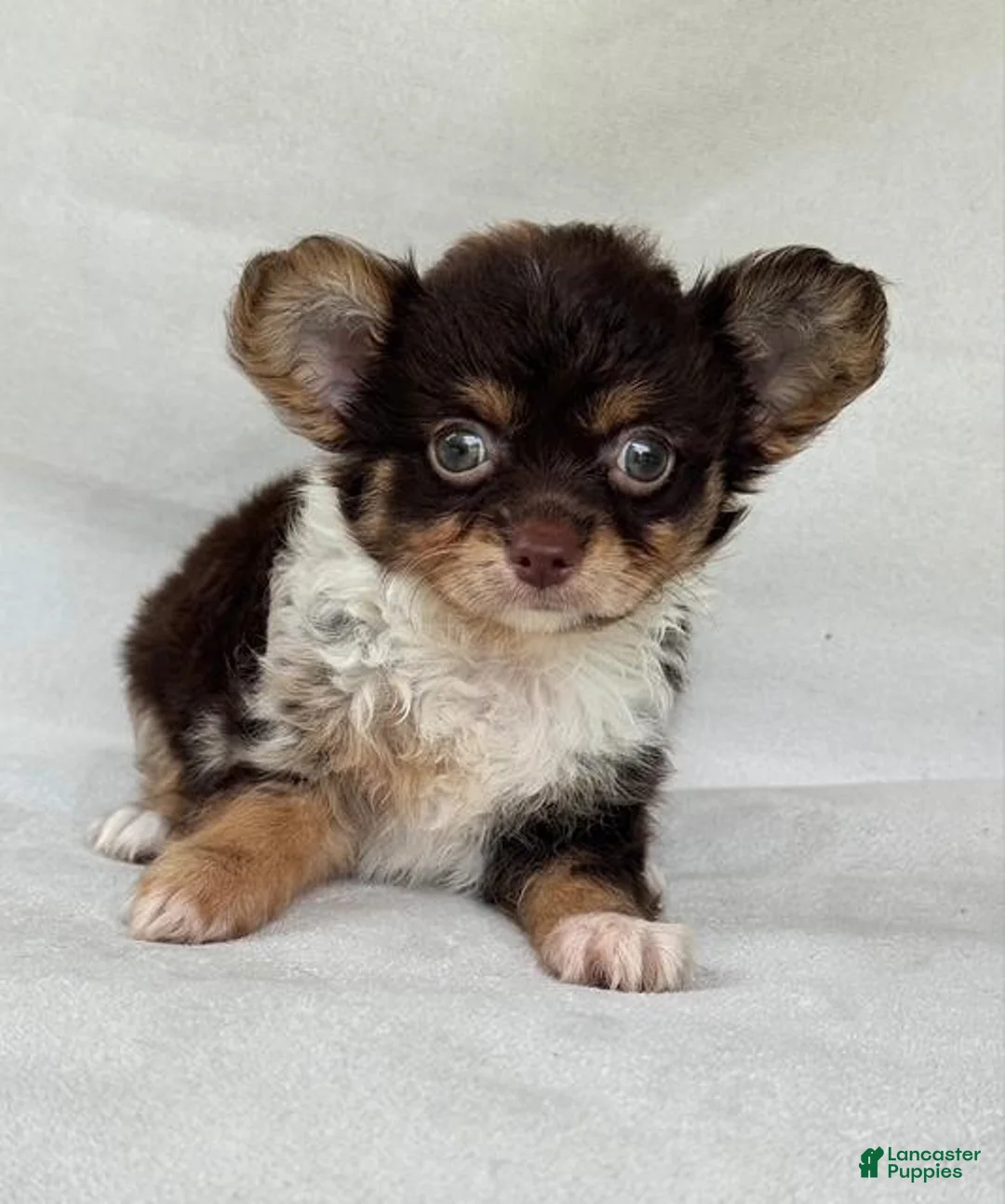 Chihuahua dogs for sale: Chihuahua 1 - Ad 1