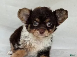 Chihuahua dogs Chihuahua 1 - Ad 2