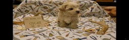 Maltipoo dogs for sale: Oscar - Ad 8