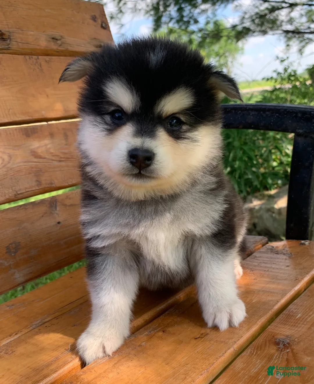 Alaskan Klee Kai dogs for sale: Alaskan Klee Kai Puppy 1 - Ad 2