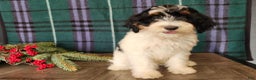 Mini Bernedoodle dogs for sale: Vixon - Ad 13