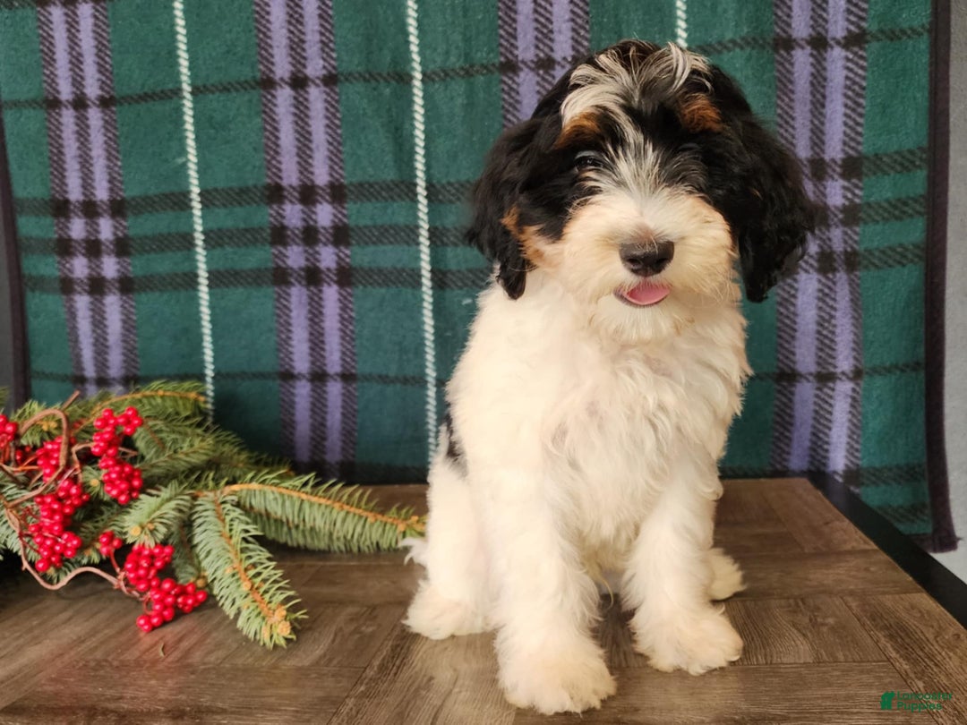 Mini Bernedoodle dogs for sale: Vixon - Ad 13