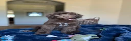 Labradoodle dogs for sale: Milo - Ad 6