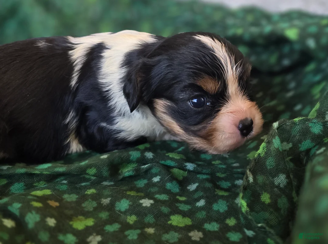 Cavalier King Charles Spaniel dogs for sale: Elana - Ad 2