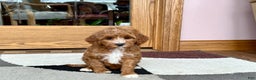 Cavapoo dogs for sale: Cavapoo F1b Female Puppy 4 - Ad 7