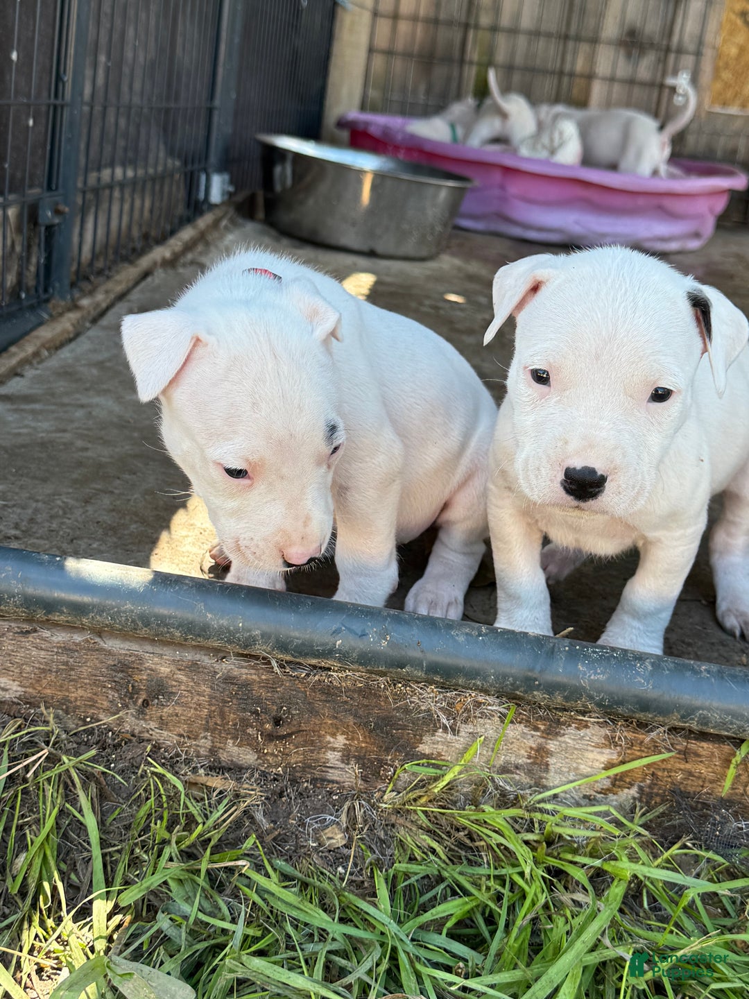 Dogo Argentino dogs for sale: Puppy M3 - Ad 44