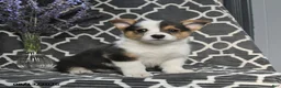 Welsh Corgi Pembroke dogs for sale: Cricket - Ad 4